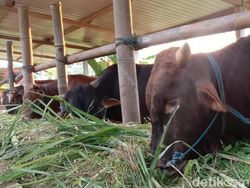 Hari Raya Idul Adha 2023 Jatuh pada Tanggal Berapa?