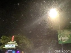 Mengapa Serangga Mudah Tertipu dengan Lampu? Begini Riset Ilmuwan
