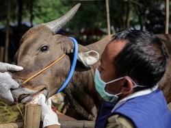 Antisipasi Wabah PMK Menjelang Idul Adha