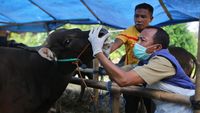 Ekspresi Hewan Kurban di Tangerang Saat Diperiksa Mulut dan Kakinya