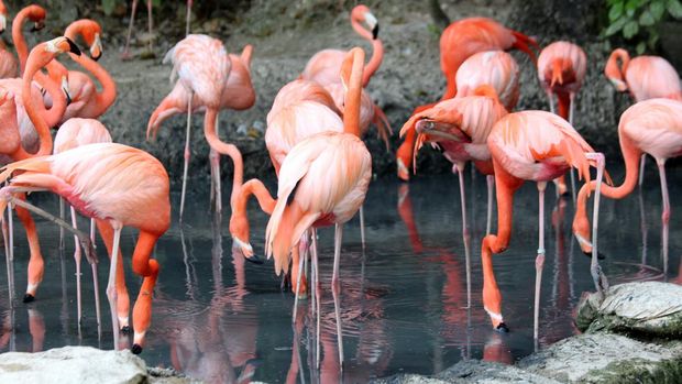 Flamingo