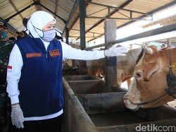 62.095 Hewan Ternak di Jatim Terpapar PMK, 3 Daerah Bebas