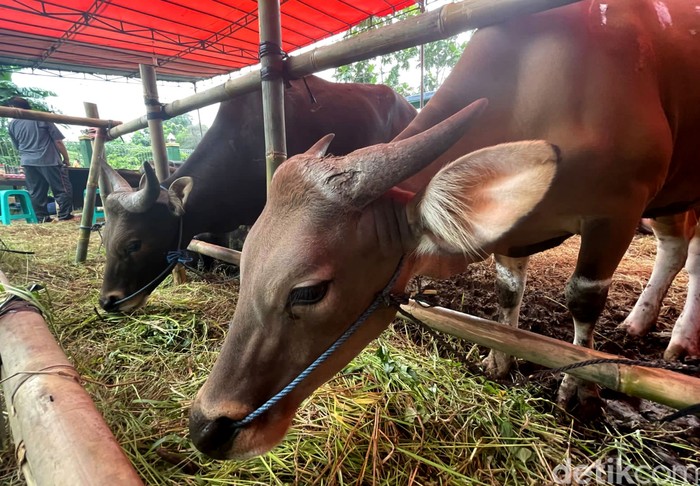 Penjualan hewan kurban mulai bergeliat menjelang Idul Adha. Hewan-hewan kurban itu dijual dengan harga yang bervariasi, mulai dari Rp 11 jutaan.