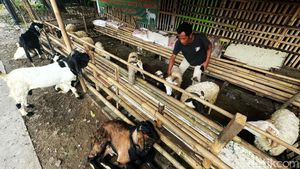 Jelang Idul Adha, Pedagang Hewan Kurban Mulai Marak di Bekasi
