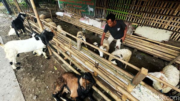 Jelang Idul Adha, Pedagang Hewan Kurban Mulai Marak di Bekasi