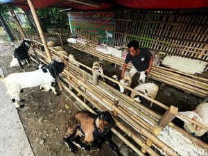 Jelang Idul Adha, Pedagang Hewan Kurban Mulai Marak di Bekasi