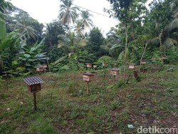 Warga di Kampung Madu Raup Untung Jadi Peternak Lebah