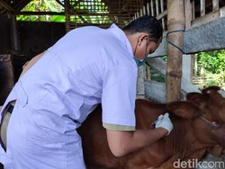Sehari Obati 40 Ekor Sapi Kena Wabah PMK, Mantri Hewan Ponorogo Kewalahan