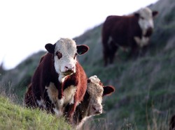 Budi Arie Ungkap Peternak Sapi Perah di Luar Negeri Lebih Makmur