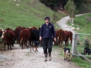 Pertama Nih kalau Jadi, Selandia Baru Akan Tarik Pajak dari Sendawa Sapi