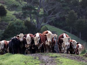 Selandia Baru Bakal Tarik Pajak Hewan Ternak Lho Selandia Baru Bakal Tarik Pajak Hewan Ternak Lho