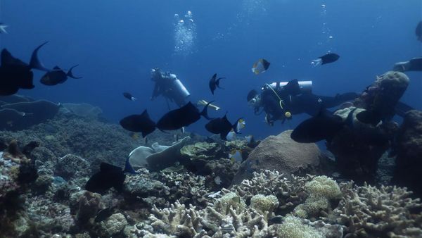 Terpesona Keindahan Bawah Laut Tomia Wakatobi