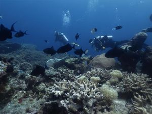 Terpesona Keindahan Bawah Laut Tomia Wakatobi