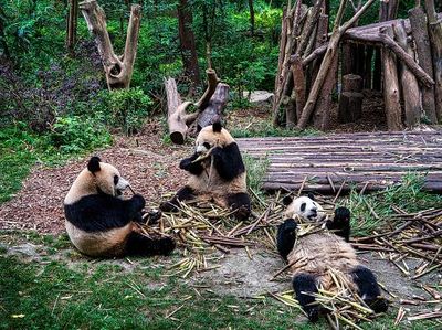 Melihat Tingkah Lucu Panda Raksasa di Penangkaran Terbesar Dunia
