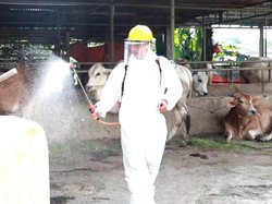 Bertambah Lagi, Hewan Ternak Kena PMK di Tangerang Jadi 293 Ekor