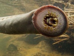 Belut Purba Penghisap Darah Muncul Lagi di Danau