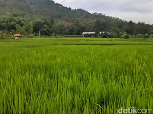 Beras Jepang Akan Dikembangkan-Ditanam di Sawah Banyuwangi
