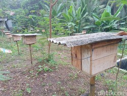 Memanen Manisnya Madu ala Warga Dusun Karangkamal