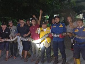 Ngeri! Ular 6 Meter Dievakuasi dari Halaman Rumah Warga di Bekasi