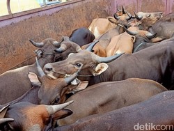 Sapi Positif PMK, Satu Desa di Bengkulu Diisolasi