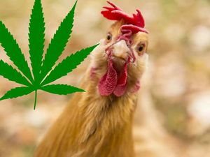 Ayam Thailand Konsumsi Ganja, Dagingnya Diklaim Lebih Bergizi