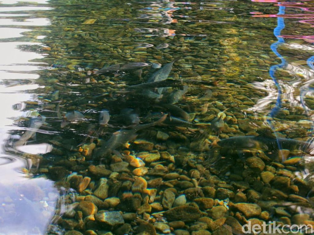 Mitos Ikan Dewa Cibulan, Ikan Keramat Jelmaan Prajurit Prabu Siliwangi