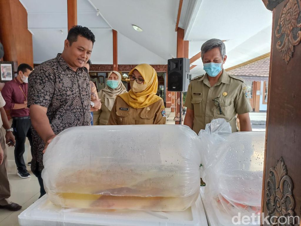 Bisnis Ikan Koi Makin Menjanjikan, Kini Diekspor hingga Negeri Jiran