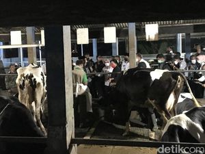 Antisipasi Penyebaran PMK, Puan Cek Vaksinasi Sapi di Pasuruan Jatim Antisipasi Penyebaran PMK, Puan Cek Vaksinasi Sapi di Pasuruan Jatim