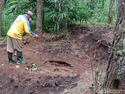 Ratusan Sapi Mati Akibat PMK Dikubur Massal di Pujon Kidul Malang