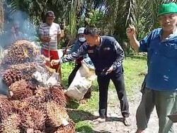 Petani Sawit di Lutra Bakar Hasil Panen, Protes Harga Anjlok Jadi Rp 2.000/Kg