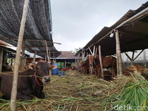 Pemkab Gresik Larang Jual Sapi Kurban Keluar Kota, Sanksinya Bisa Disita Pemkab Gresik Larang Jual Sapi Kurban Keluar Kota, Sanksinya Bisa Disita