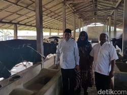 Produksi Susu Sapi Perah di Pasuruan Terjun Bebas Imbas PMK