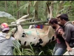 Ribuan Sapi di Malang yang Mati Kena PMK dari Sentra Produksi Susu