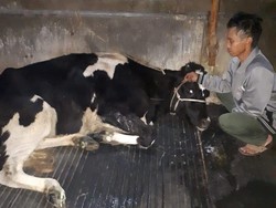 Produksi Susu di Pujon Malang Turun hingga 50 Persen Dampak Wabah PMK