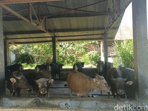 Antipasi PMK Jelang Idul Adha, Pemkot Bengkulu Lakukan Ini