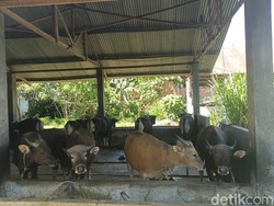 Antipasi PMK Jelang Idul Adha, Pemkot Bengkulu Lakukan Ini