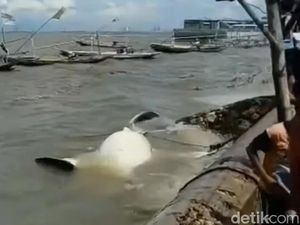 Nelayan Temukan Bangkai Hiu di Perairan Bangkalan Nelayan Temukan Bangkai Hiu di Perairan Bangkalan
