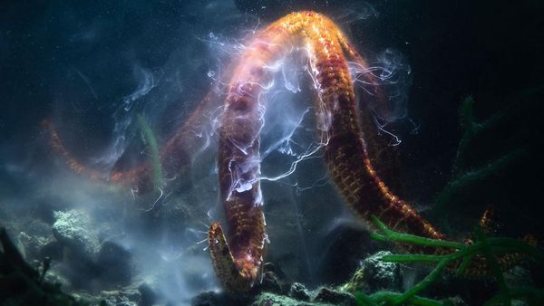 Keren Parah! Karya Jawara Kontes Foto Hewan Bikin Mata Terbelalak