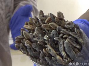 Cicak Kering Bisa Jadi Peluang Bisnis Baru