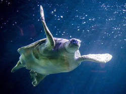Sadis! Puluhan Penyu Mati Ditikam di Leher