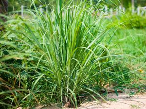 5 Tanaman Ini Bisa Cegah Ular Masuk ke Rumah, Berikut Daftarnya