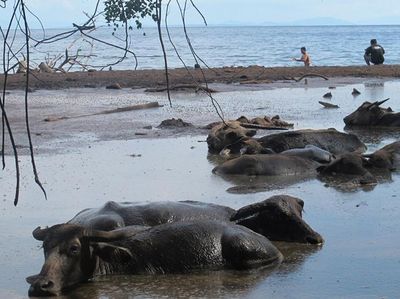 Aneh, Pantai Kok Isinya Kerbau Lagi Berkubang
