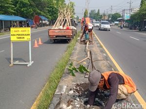 1.000 Pohon Tabebuya Ditanam di Ruas Jalan Utama Klaten, Mana Saja?
