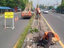 1.000 Pohon Tabebuya Ditanam di Ruas Jalan Utama Klaten, Mana Saja?