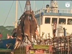 Sapi untuk Kurban di Pelabuhan Samarinda Diangkut Sadis Pakai Crane