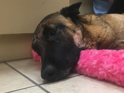 Eva, Sang Anjing Penyelamat Itu Kini Telah Tiada