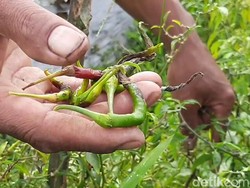 Hama Patek Serbu Pertanian Cabai di Purwakarta, Petani Merugi