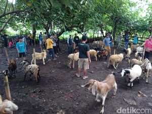 Harga Hewan Kurban di Pangandaran Sudah Naik Jelang Iduladha