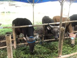 Peternak Sapi Menjerit, Desak Pemerintah Segera Salurkan Vaksin PMK