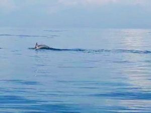 Lumba-lumba Muncul di Dekat Pantai Pengambengan Jembrana Lumba-lumba Muncul di Dekat Pantai Pengambengan Jembrana